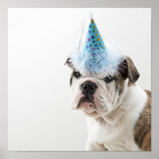 British Bulldog Puppy Wearing A Party Hat Poster (Front)