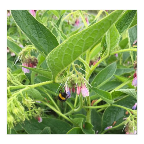 British Bumble Bee on Wild Common Comfrey Photo Print