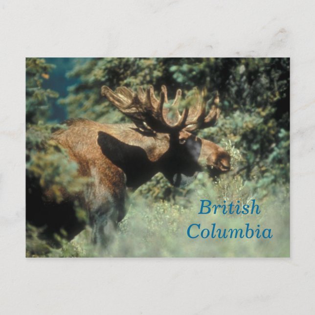 British Columbia bull moose postcard (Front)