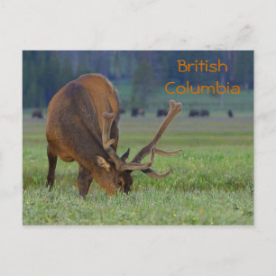 British Columbia elk postcard
