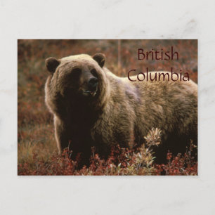 British Columbia grizzly bear postcard