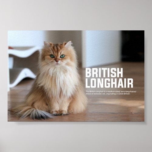 British Longhair Cat Breed Poster