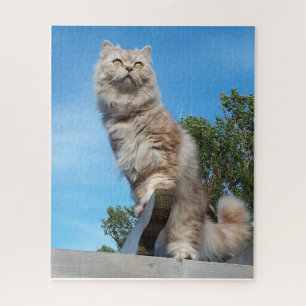 British Longhair Cat - Chocolate, Silver Tabby Jigsaw Puzzle