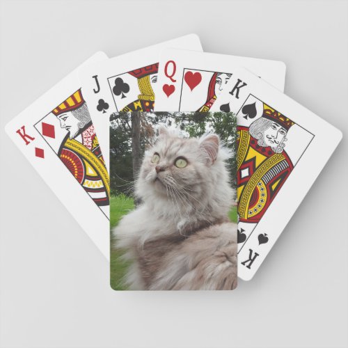 British Longhair Cat _ Chocolate Silver Tabby Playing Cards
