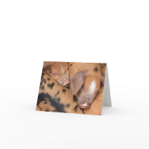 British Oxford Sandy & Black Cute Little Piggies