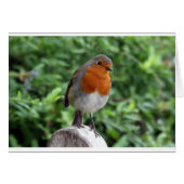 British Robin (Front Horizontal)