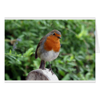 British Robin Cards
