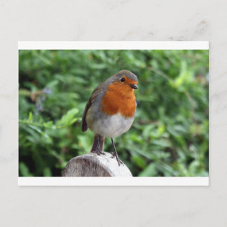 British Robin Postcard