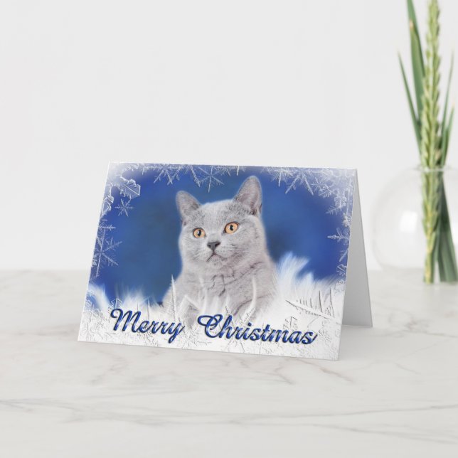 British shorhair kitten holiday card (Front)