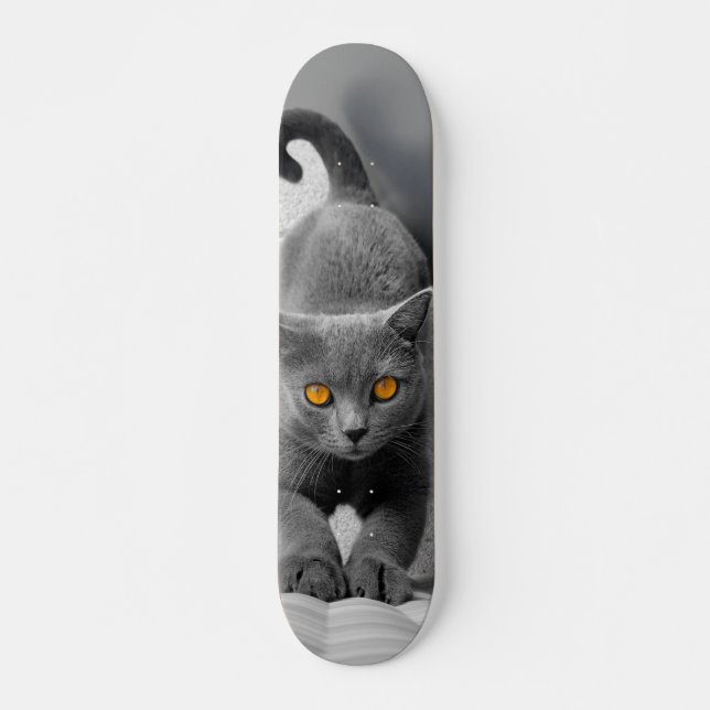 British short-haired cat Curious Skateboard (Front)