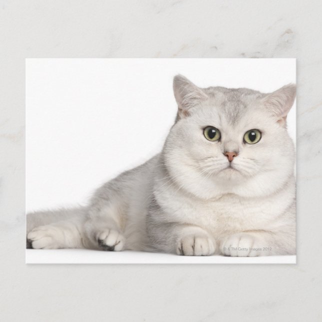 British Shorthair (2 years old) lying in front Postcard (Front)