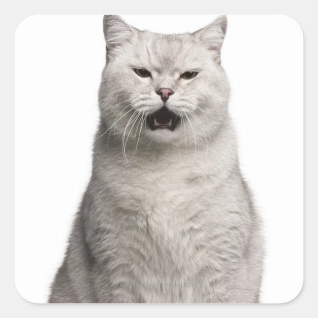 British Shorthair (4 years old) Square Sticker (Front)