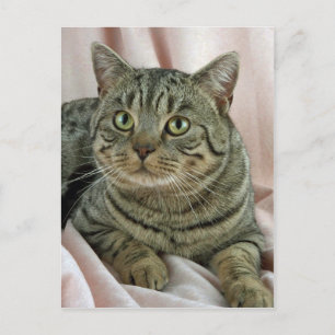 British Shorthair, brown spotted Postcard