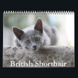 British Shorthair Calendar<br><div class="desc">A Calendar with 12 different pictures of British Shorthair Cats</div>
