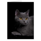British Shorthair Card (Front)