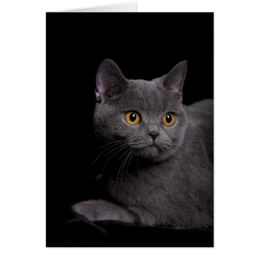 British Shorthair Card (Front)