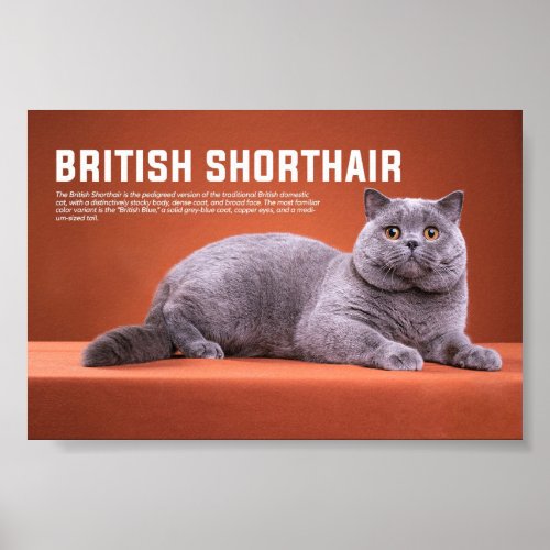British Shorthair Cat Breed Poster