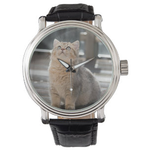 British shorthair, Cat, Pet Watch