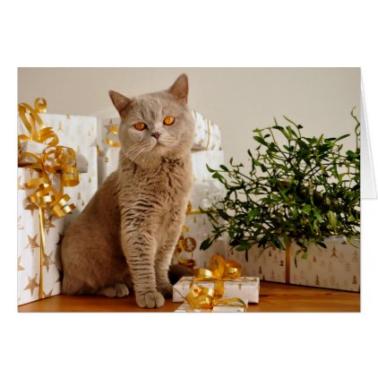 British Shorthair Cat Purr-fect Holiday Season Card