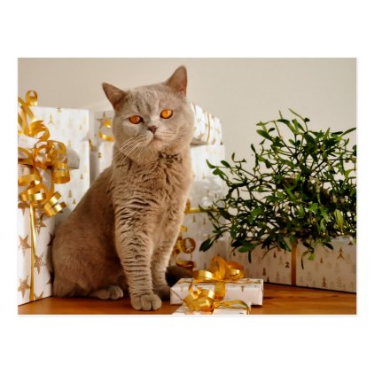 British Shorthair Cat Purr-fect Holiday Season Postcard