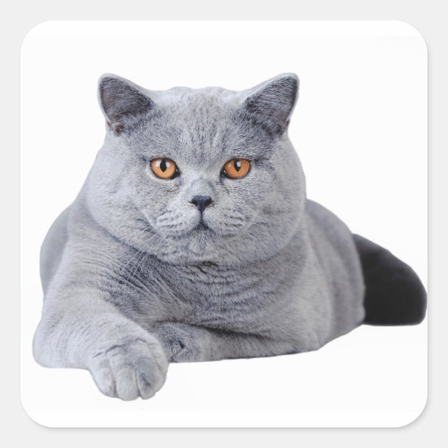 British shorthair cat square sticker (Front)