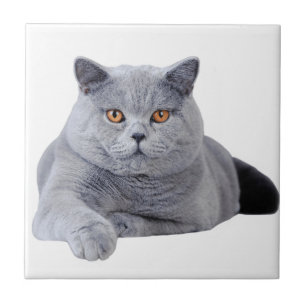 British shorthair cat tile
