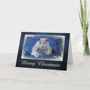 British shorthair Christmas card