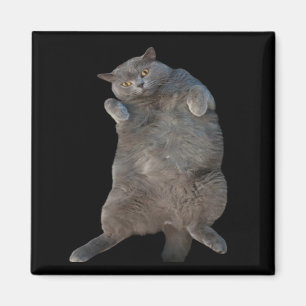 British Shorthair Fat Cat Laying on Back Magnet