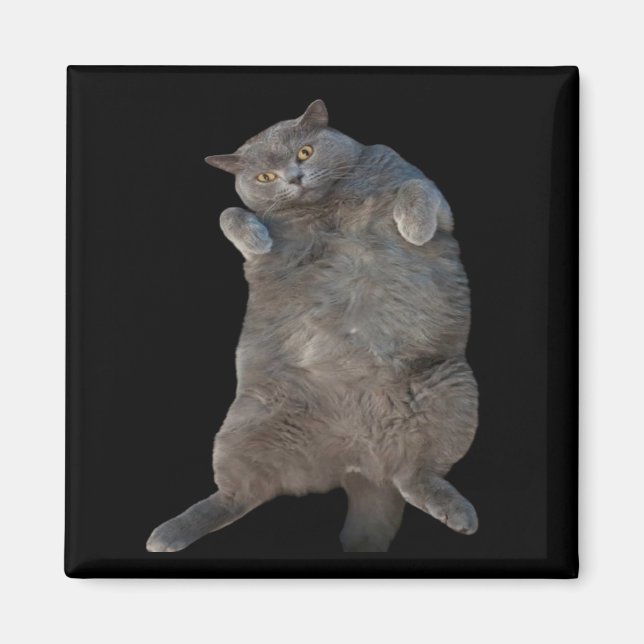 British Shorthair Fat Cat Laying on Back Magnet (Front)
