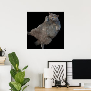 British Shorthair Fat Cat Laying on Back Poster