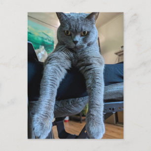 British Shorthair Gray Cat Kitty Laying Hanging  Postcard