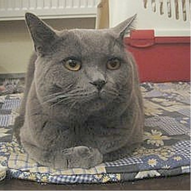 British_Shorthair_grey Statuette (Front)