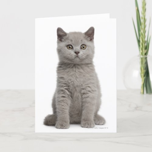 British Shorthair Kitten 10 weeks old 2 Card