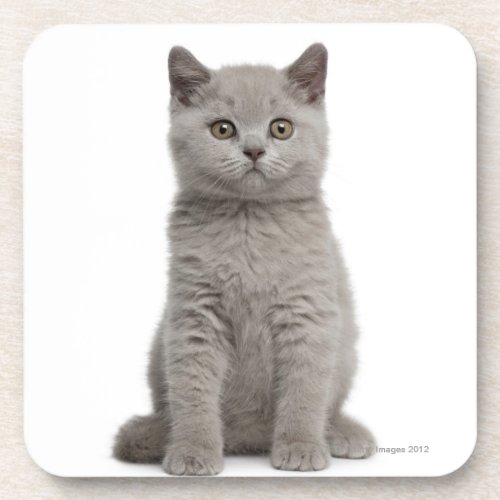 British Shorthair Kitten 10 weeks old 2 Coaster