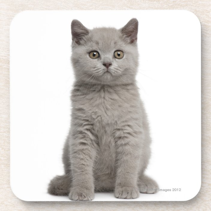 baby british shorthair kittens