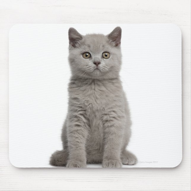 British Shorthair Kitten (10 weeks old) 2 Mouse Pad (Front)