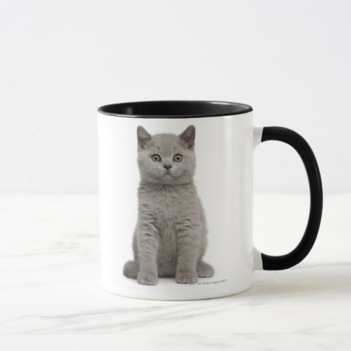 British Shorthair Kitten 10 weeks old 2 Mug