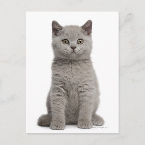 British Shorthair Kitten 10 weeks old 2 Postcard