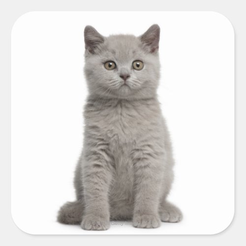 British Shorthair Kitten 10 weeks old 2 Square Sticker