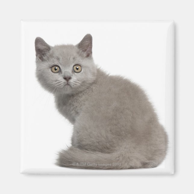 British Shorthair Kitten (10 weeks old) Magnet (Front)