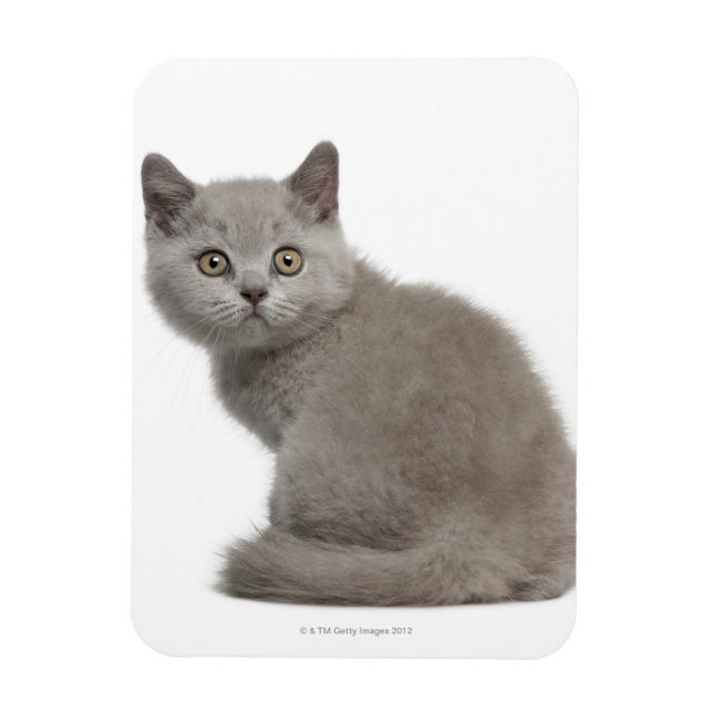British Shorthair Kitten | 10 Weeks Old Magnet (Vertical)