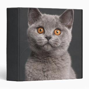 British Shorthair kitten (3 months old) 3 Ring Binder