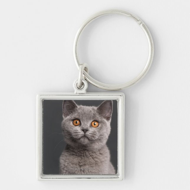 British Shorthair kitten (3 months old) Keychain (Front)