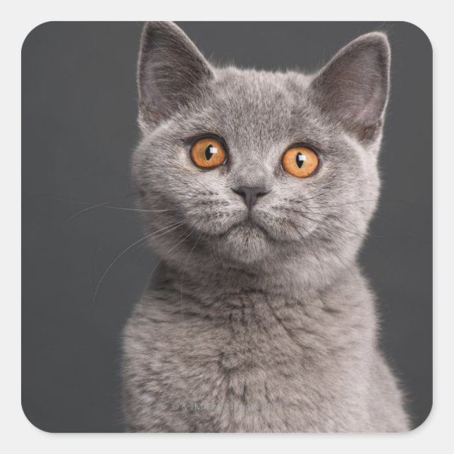 British Shorthair kitten (3 months old) Square Sticker (Front)