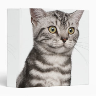 British Shorthair kitten (4 months old) 3 Ring Binder