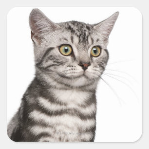 British Shorthair kitten (4 months old) Square Sticker