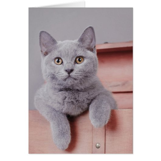 British shorthair kitten cards (Front)