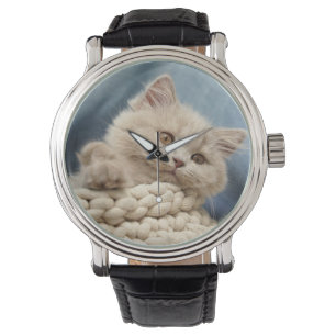 British shorthair, Kitten, Pet Watch