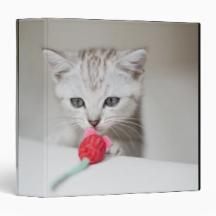 British shorthair kitten smelling toy mouse 3 ring binder