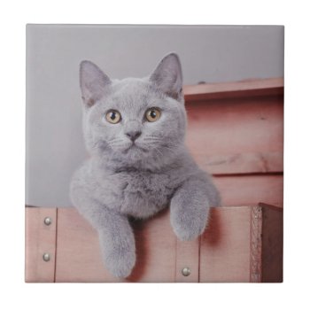 British Shorthair Kitten Tile by petsArt at Zazzle